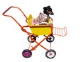 Dog in Pushchair Royalty Free Stock Photo