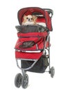 Dog in pushchair Royalty Free Stock Photo