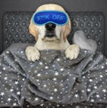 Dog put on blue sleep mask in bed 2