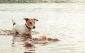 Dog with puzzled view looking at toy ball dropping into lake water Royalty Free Stock Photo