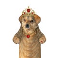 Dog queen in crown Royalty Free Stock Photo