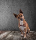 Dog with quizzical expression Royalty Free Stock Photo