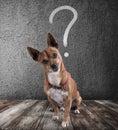 Dog with quizzical expression Royalty Free Stock Photo