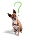 Dog with quizzical expression Royalty Free Stock Photo