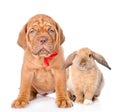 Dog and rabbit sitting together. Isolated on white background Royalty Free Stock Photo