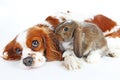 Dog and rabbit together. Animal friends. Rabbit bunny pet white fox rex satin real live lop widder nhd dwarf dutch with