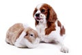 Dog and rabbit together. Animal friends. Sibling rivalry rabbit bunny pet white fox rex satin real live lop widder nhd