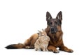 Dog with a rabbit on a white background. two animals together. Pet friendship