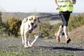 Dog in a race (canicross)