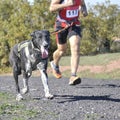 Dog in a race (canicross)