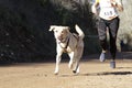 Dog in a race (canicross)