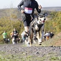 Dog in a race (canicross)