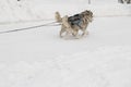 Dog race in the winter snow in the Park, two huskies in harness run Royalty Free Stock Photo