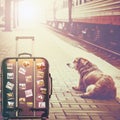 The dog on the railway platform sits by the suitcase