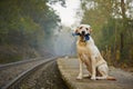 Dog on the railway platform Royalty Free Stock Photo