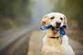 Dog on the railway platform Royalty Free Stock Photo