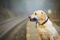 Dog on the railway platform Royalty Free Stock Photo