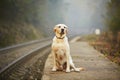 Dog on the railway platform Royalty Free Stock Photo