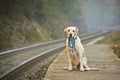 Dog on the railway platform Royalty Free Stock Photo