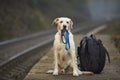 Dog on the railway platform