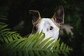 A dog in a mysterious forest