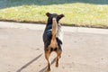 Dog with raised tail. back of the dog with a visible rump