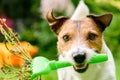 Dog with rake cleaning garden from dangerous plants and weeds