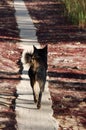 Dog ran on the trail