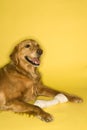 Dog with rawhide bone. Royalty Free Stock Photo