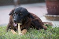 Dog with Rawhide bone in its mouth Royalty Free Stock Photo