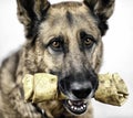 Dog with Rawhide Treat Royalty Free Stock Photo