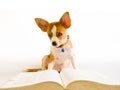 Dog read book