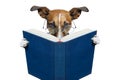 Dog reading a book Royalty Free Stock Photo