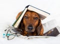 Dog reading a book Royalty Free Stock Photo