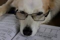 Dog is reading a book Royalty Free Stock Photo