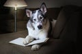 Dog reading a book wearing glasses Royalty Free Stock Photo