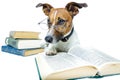 Dog reading books