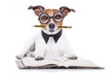 Dog reading books Royalty Free Stock Photo