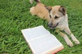 Dog reading a dictionary Royalty Free Stock Photo