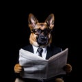 dog reading and holding a newspaper Royalty Free Stock Photo