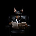 dog reading and holding a newspaper Royalty Free Stock Photo