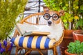 Dog reading Royalty Free Stock Photo