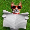 Dog reading newspaper Royalty Free Stock Photo