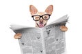 Dog reading newspaper Royalty Free Stock Photo