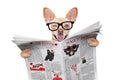 Dog reading newspaper Royalty Free Stock Photo