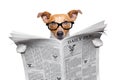 Dog reading newspaper Royalty Free Stock Photo