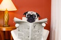 Dog reading newspaper at home Royalty Free Stock Photo