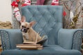 A dog reads a book while sitting in an armchair in a living room that is decorated for the celebration of Christmas. Royalty Free Stock Photo