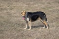 Dog is ready to chase anybody while hunting