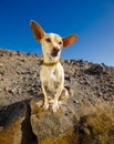 Dog ready to go for a walk Royalty Free Stock Photo